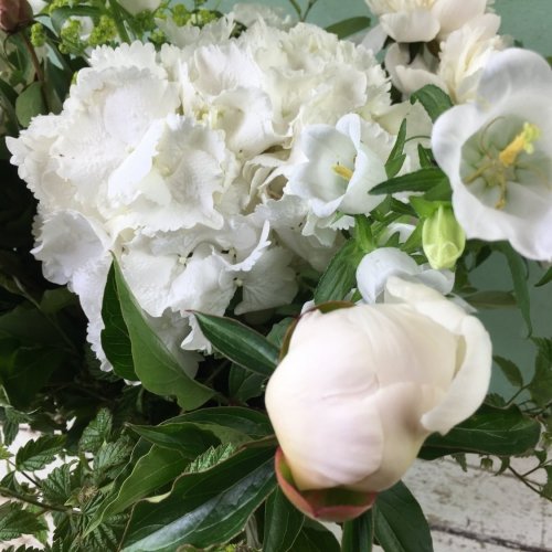 Bouquet de fleurs d"hortensia blanches