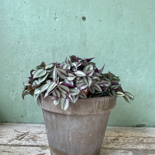 Silver Sicilian opgeplant