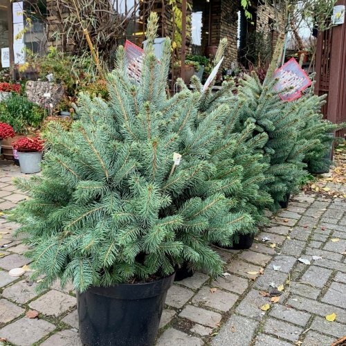 Sapin de Noël