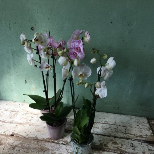 Phalaenopsis orchideeën
