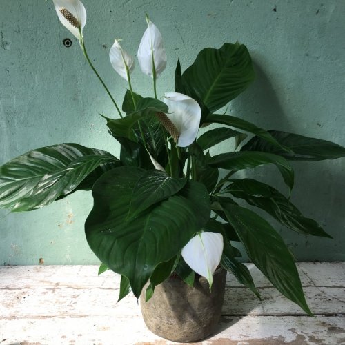 Spathyphilum in pot