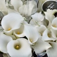 CALLA CAPT.VENTURA WI