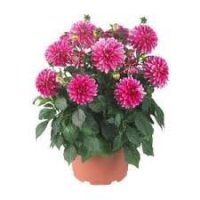 DAHLIA HYP PINK RS