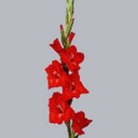 GLAD CHINON RO