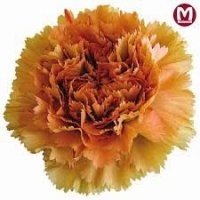 AN DAFNE OR