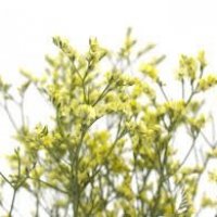 LIMON CHINA SUMMER GE