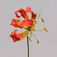 GLORIOSA EXOT ORANGE OR