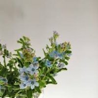 OXYPETALUM TAN.PURE BLUE BL