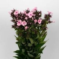 PHLOX SENORA RS