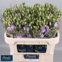 EUST DU ROSITA LAVENDER PA