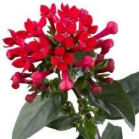 BOUV ROY.FIRE RED RO