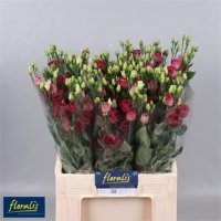 EUST DU AROSA RED RO