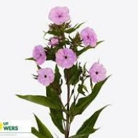 PHLOX SPRING MISSY PA