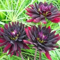 DAHLIA NIGHT QUEEN PA
