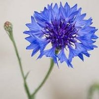 CENTAUREA CYANUS BL
