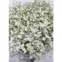 LIMON CHINA WHITE WI