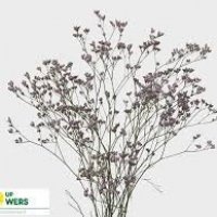 LIMON TALL PINK EMILLE PA