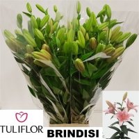 LE L.A.BRINDISI RS