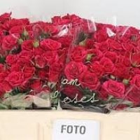 RO TS NIKITA RO
