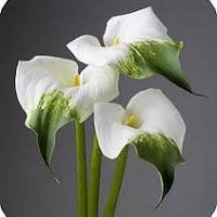 CALLA GRACE GR