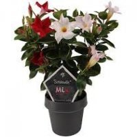MANDEVILLA SUN MIX DV