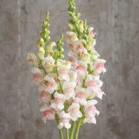 ANTIRRH APPLEBLOSSOM ..
