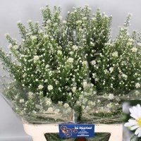 ASTER MONTE CASSINO WI