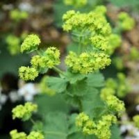 ALCHEMILLA GR