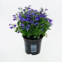 LOBELIA BLAUW BL