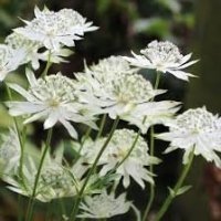 ASTRANTIA MAJOR WI