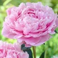 PIOEN EN ROSE RS