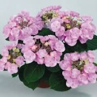 HYDRAN NANPING PINK ..