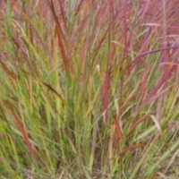 PANICUM RED SQUAW RO