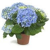 HYDRAN BLEU SKY BL
