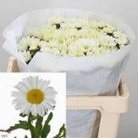 LEUCANTH RHINE VIEUW ..