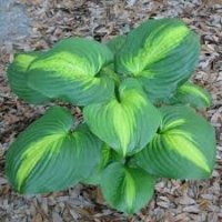 HOSTA CATHEDRAL WINDOW ..