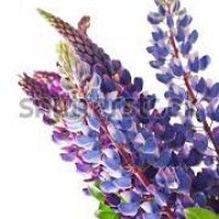 LUPINUS ANGUST.BLUE BL