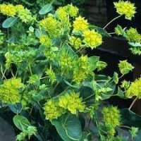 BUPLEURUM GRIFFITHII GE