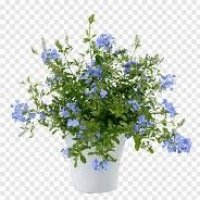 PLUMBAGO BL