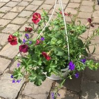 PLANTEN ..