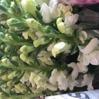 ANTIRRH COOL WHITE WI