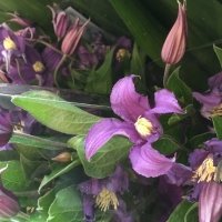 CLEMATIS BLUE PIROUETTE BL