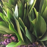 ASPIDISTRA WIT PUNT ..