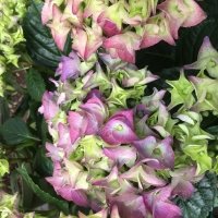 HYDRAN EARLY BLUE BL